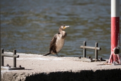 Kormoran